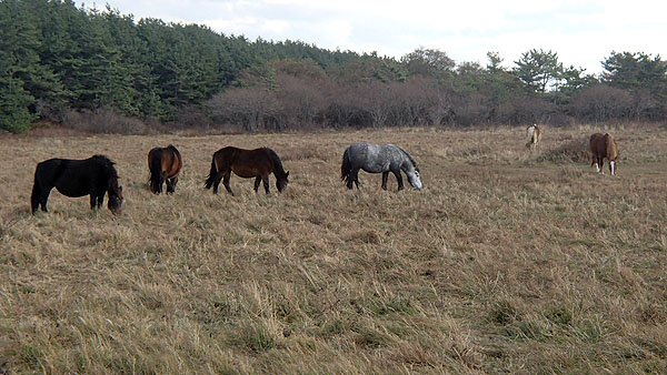 寒立馬（かんだちめ）